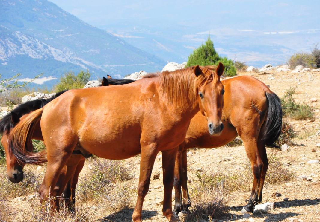 Şehzadelerin atlarıydılar şimdi özgürlüğe dört nala koşuyorlar 3